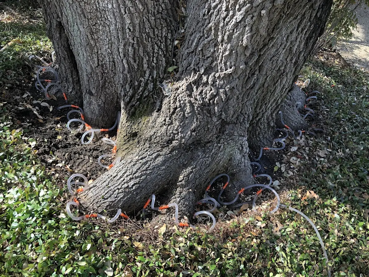 Detailed Tree Cabling and Bracing job site in Lemhi