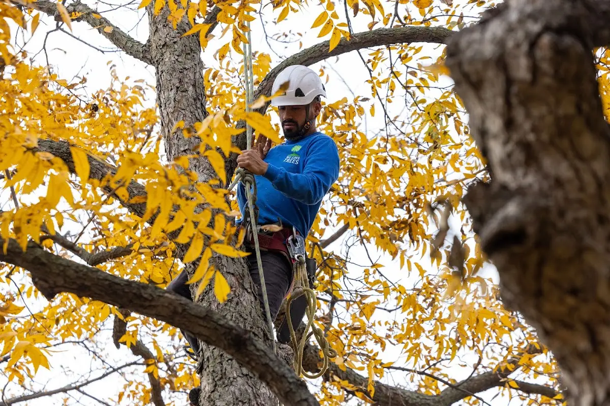 Skilled Storm Damage Cleanup crew working in Lemhi